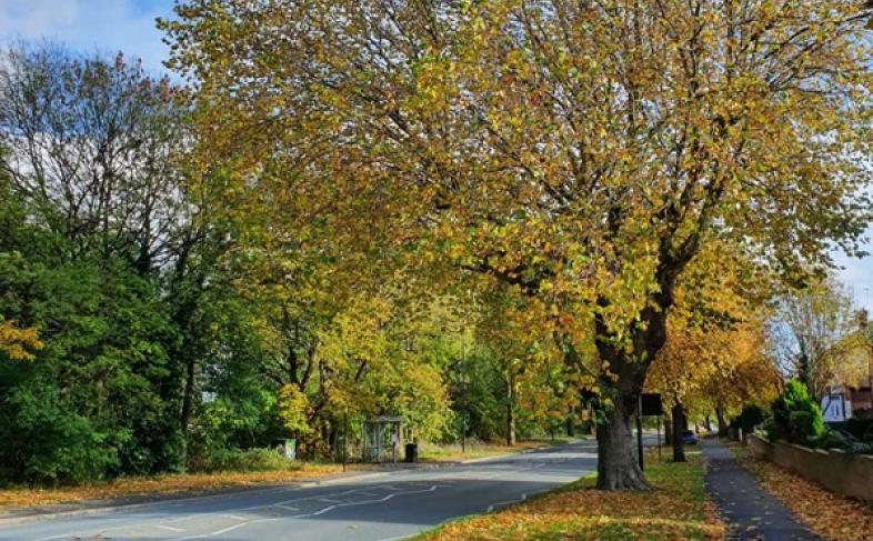 A street lines with trees. The trees are autumnal colours and there are leaves are on the pavement
