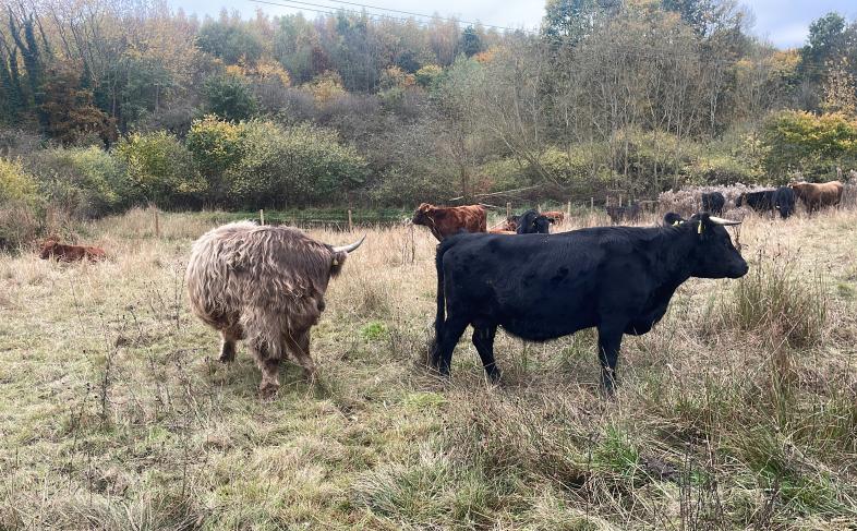 Cows
