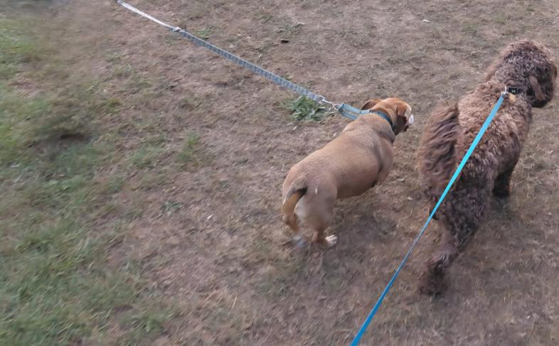 Dogs walking
