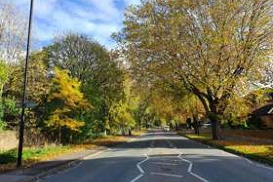 A quiet street lined with trees on a sunny day