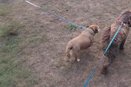 Dogs walking