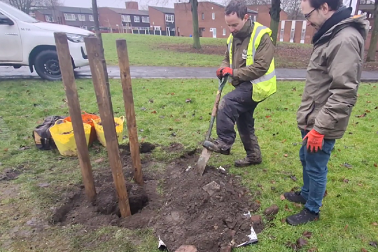 Planting a tree 